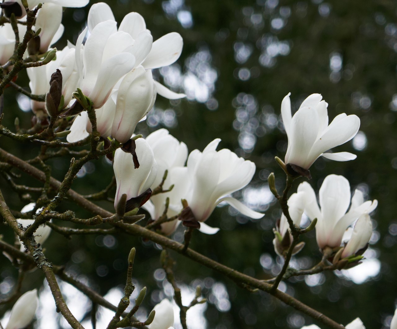 magnolia denudata